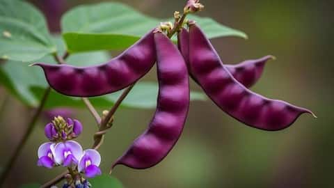 How to make lablab bean upma