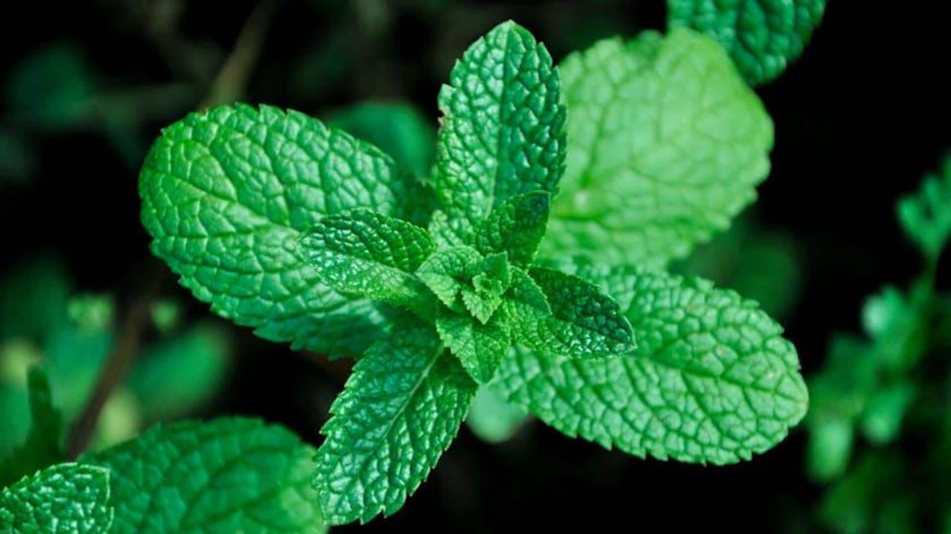 Wake up and refresh with spearmint oil in your tea 