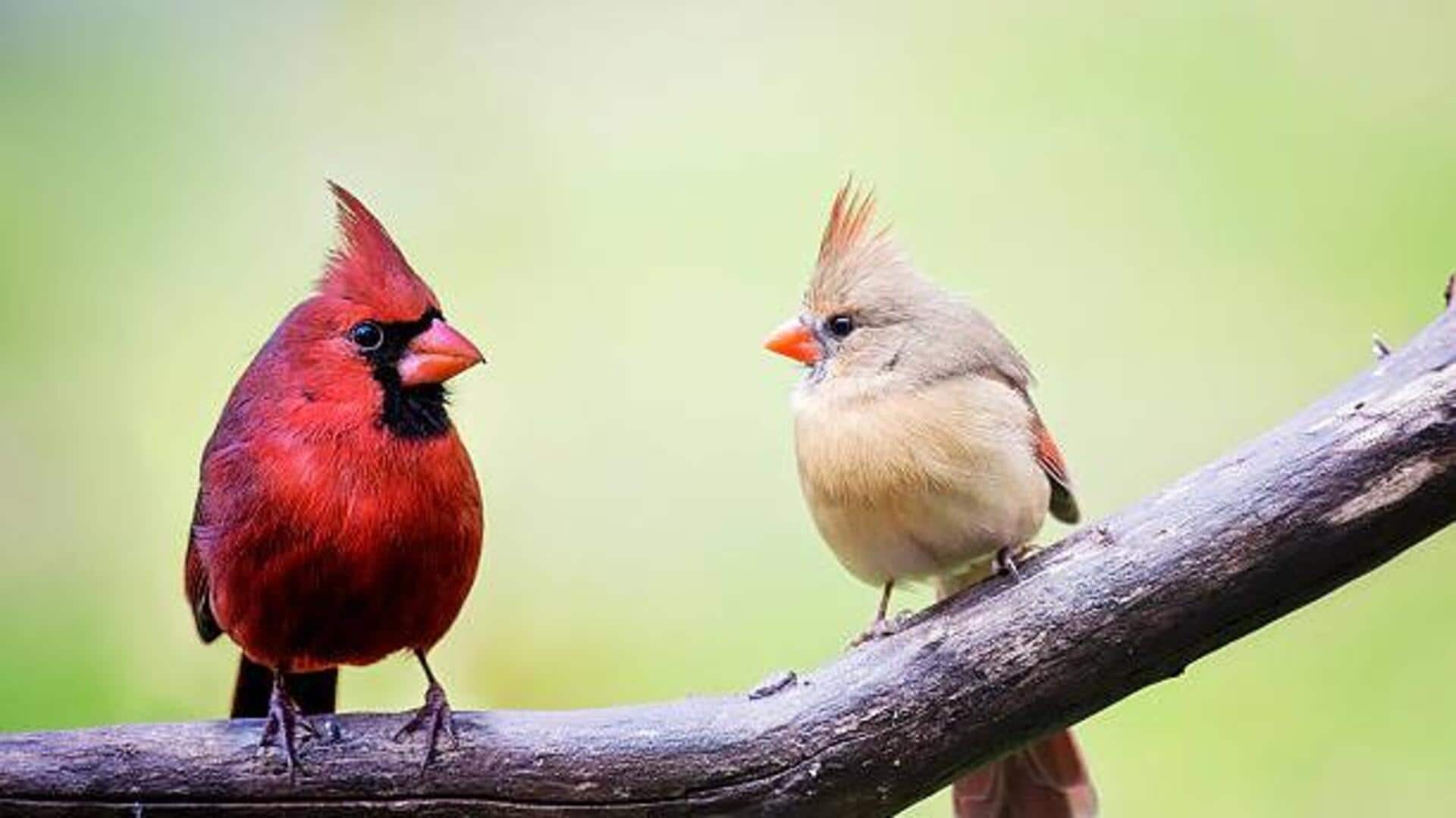 Where to go for birdwatching in India Where to go for birdwatching in India