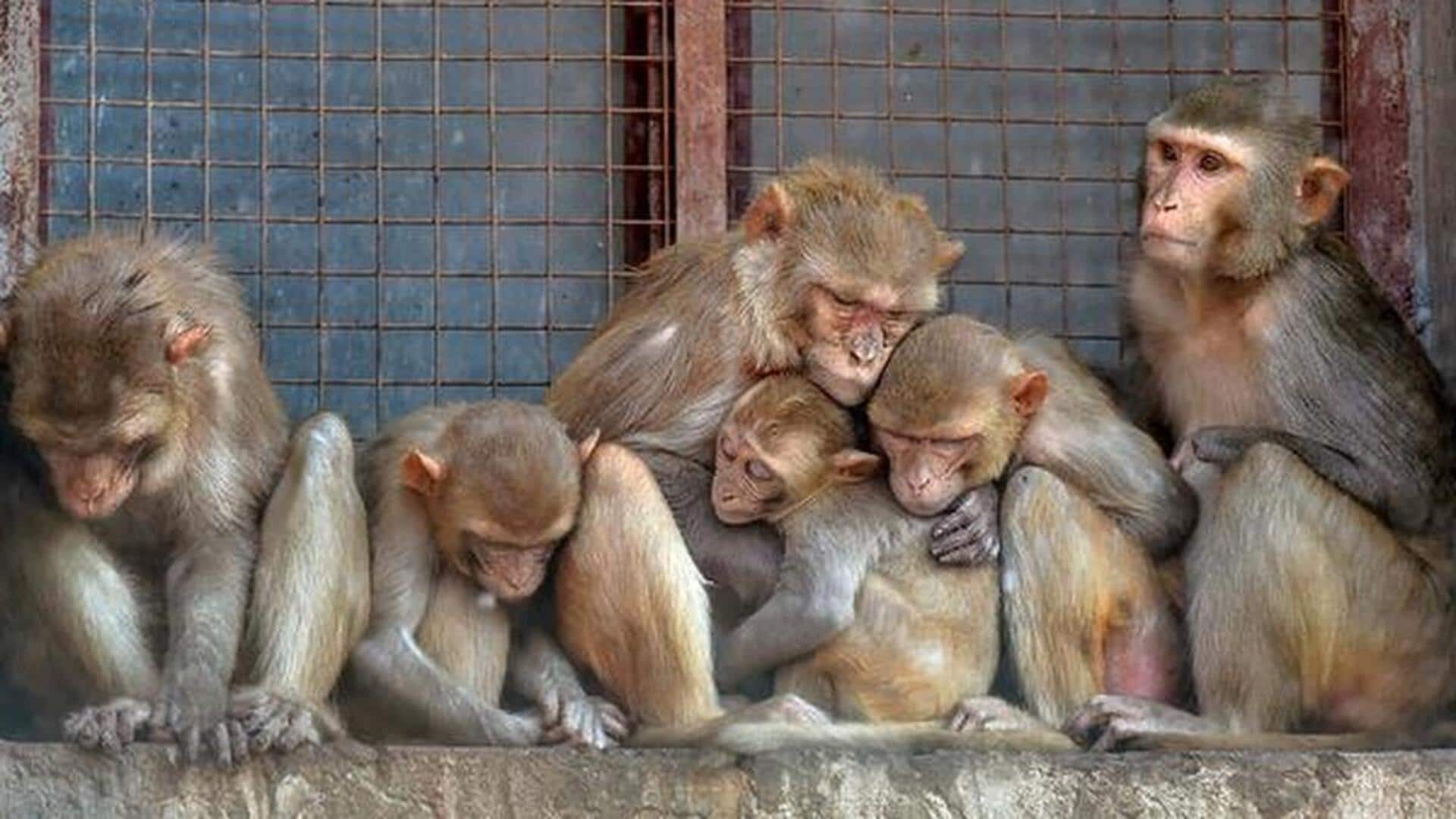 Family awaits compensation after 'monkeys steal, rain melts' ₹1cr-worth gold