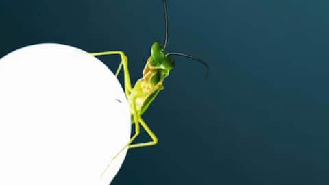 Researchers discover why insects are attracted to artificial light