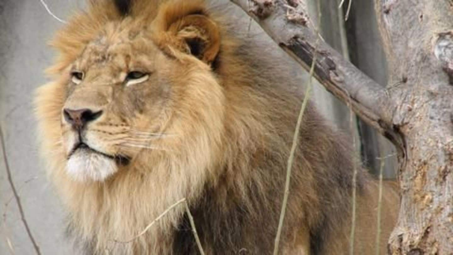 Gujarat's Gir National Park: Lion population increases by 15%