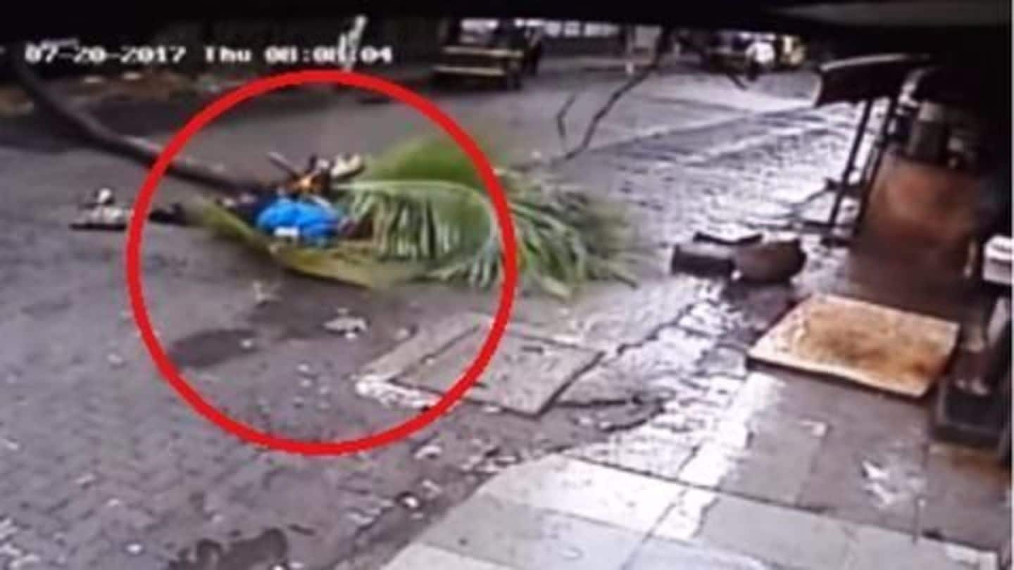 Mumbai: Former DD anchor dies after tree topples on her