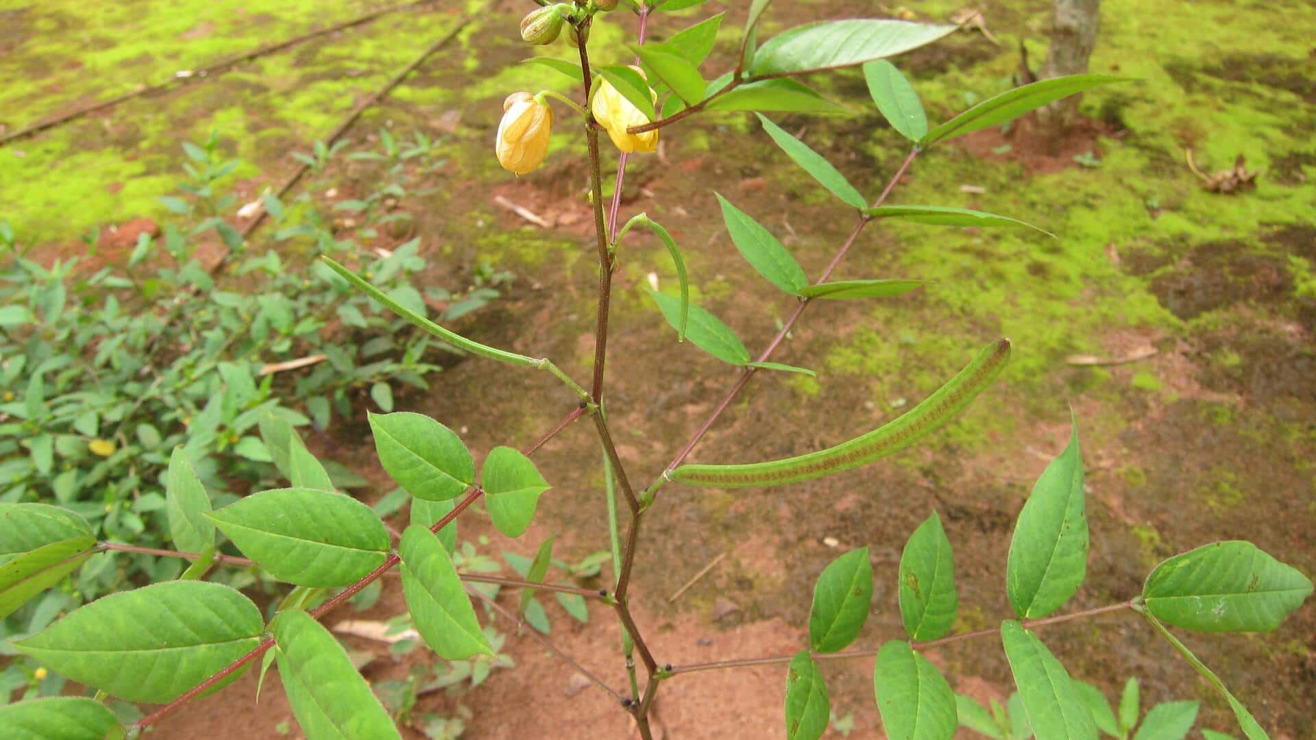 How to cook with kinkeliba leaves