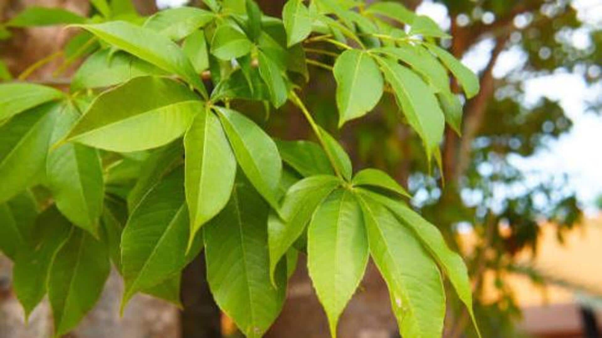 Why you should know about baobab leaves