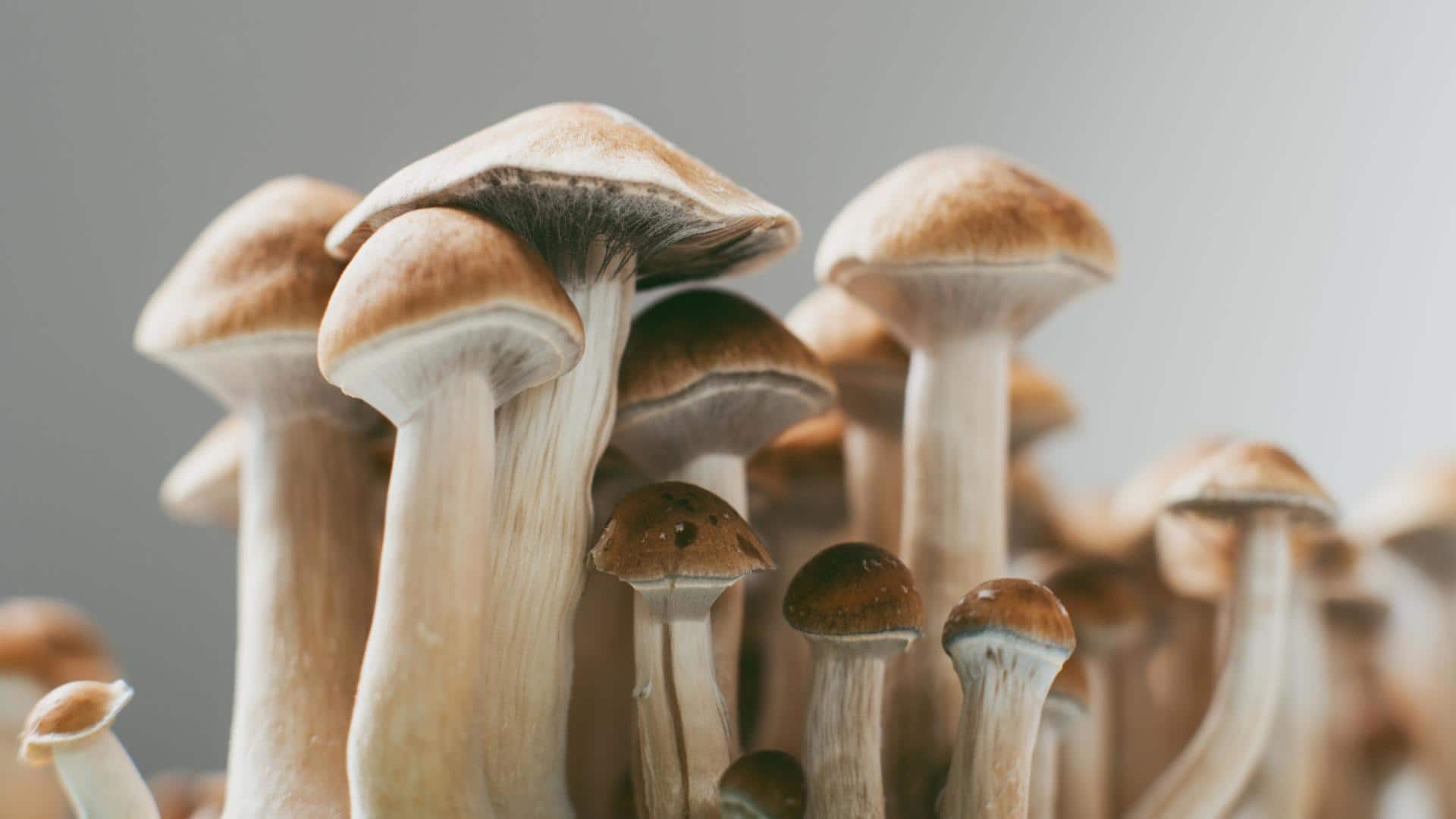 Magic Mushrooms: Science behind this psychedelic wonder
