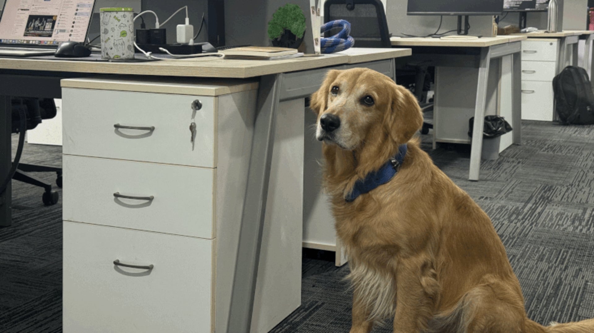 Hyderabad start-up hires golden retriever as 'Chief Happiness Officer' Hyderabad start-up hires golden retriever as 'Chief Happiness Officer'