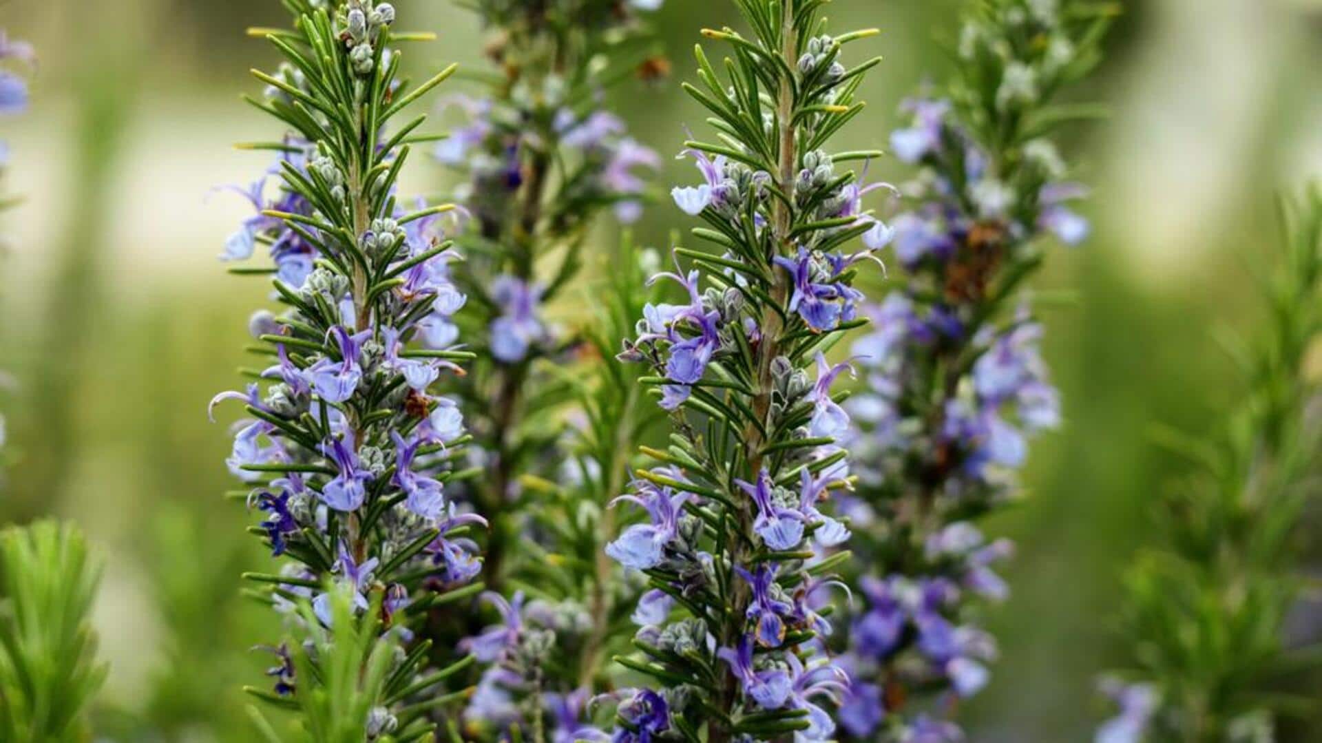 Growing rosemary at home? Read this