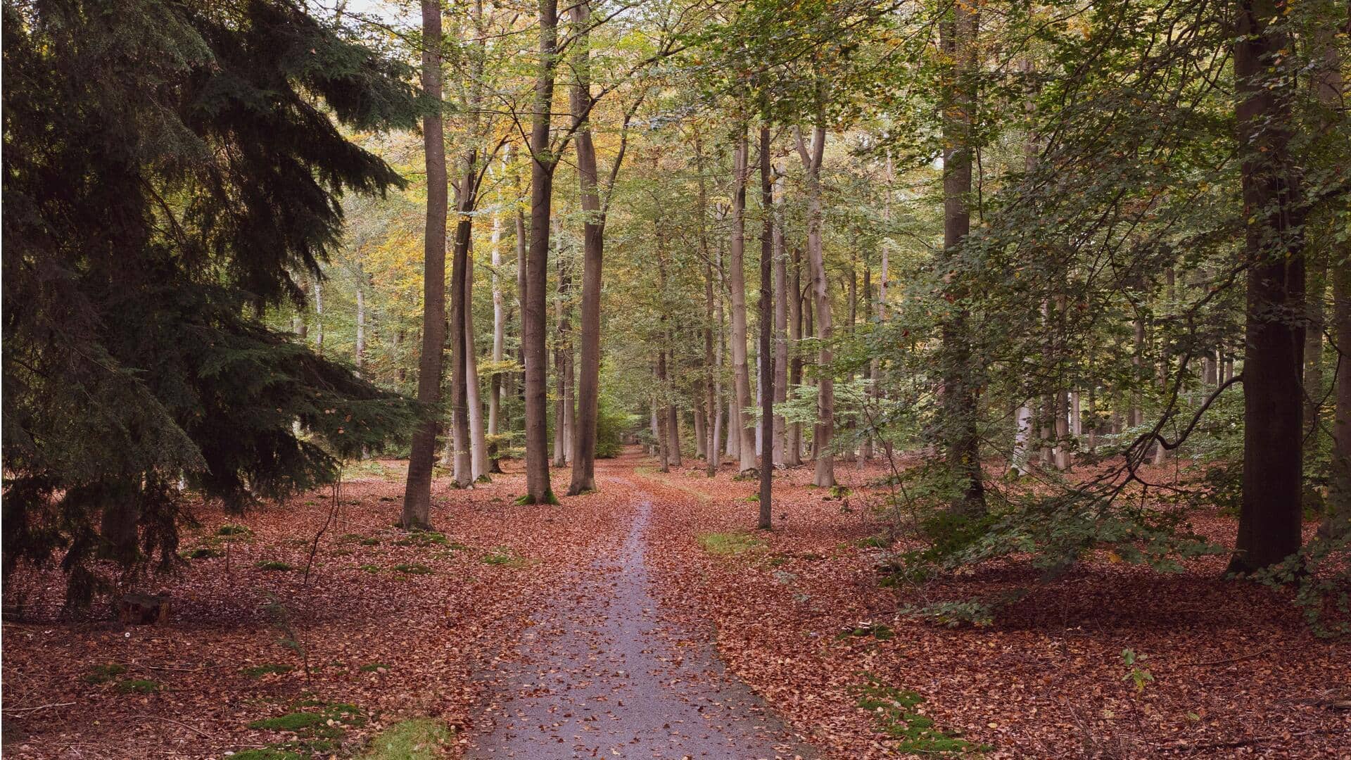What is forest bathing? Know its potential health benefits