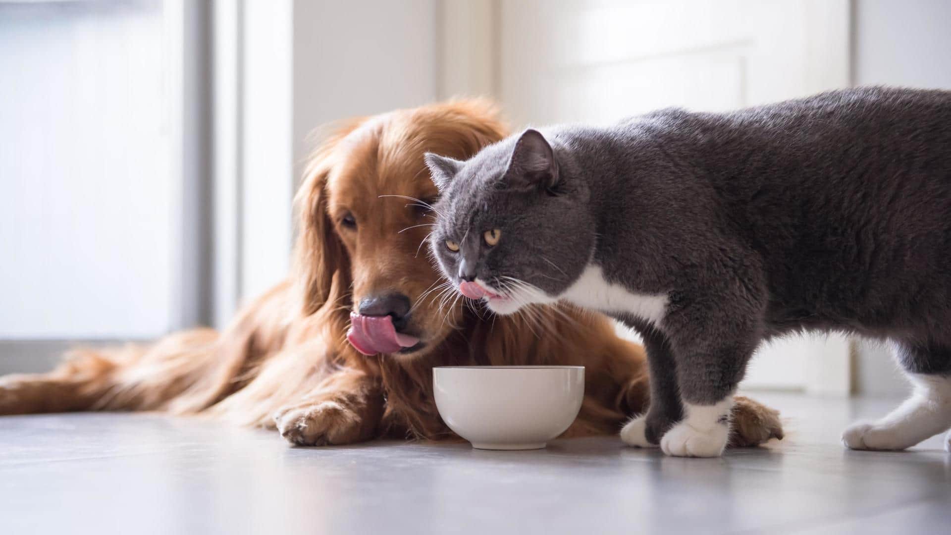 Can cats eat dog food? Expert opines on cross-feeding