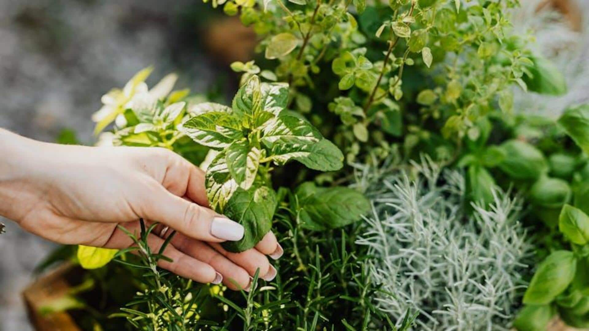 Budget-friendly herbal medicine gardens in Africa