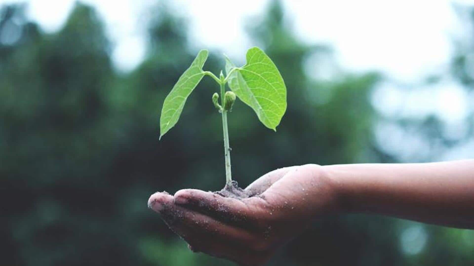 Strengthening social bonds through community gardening