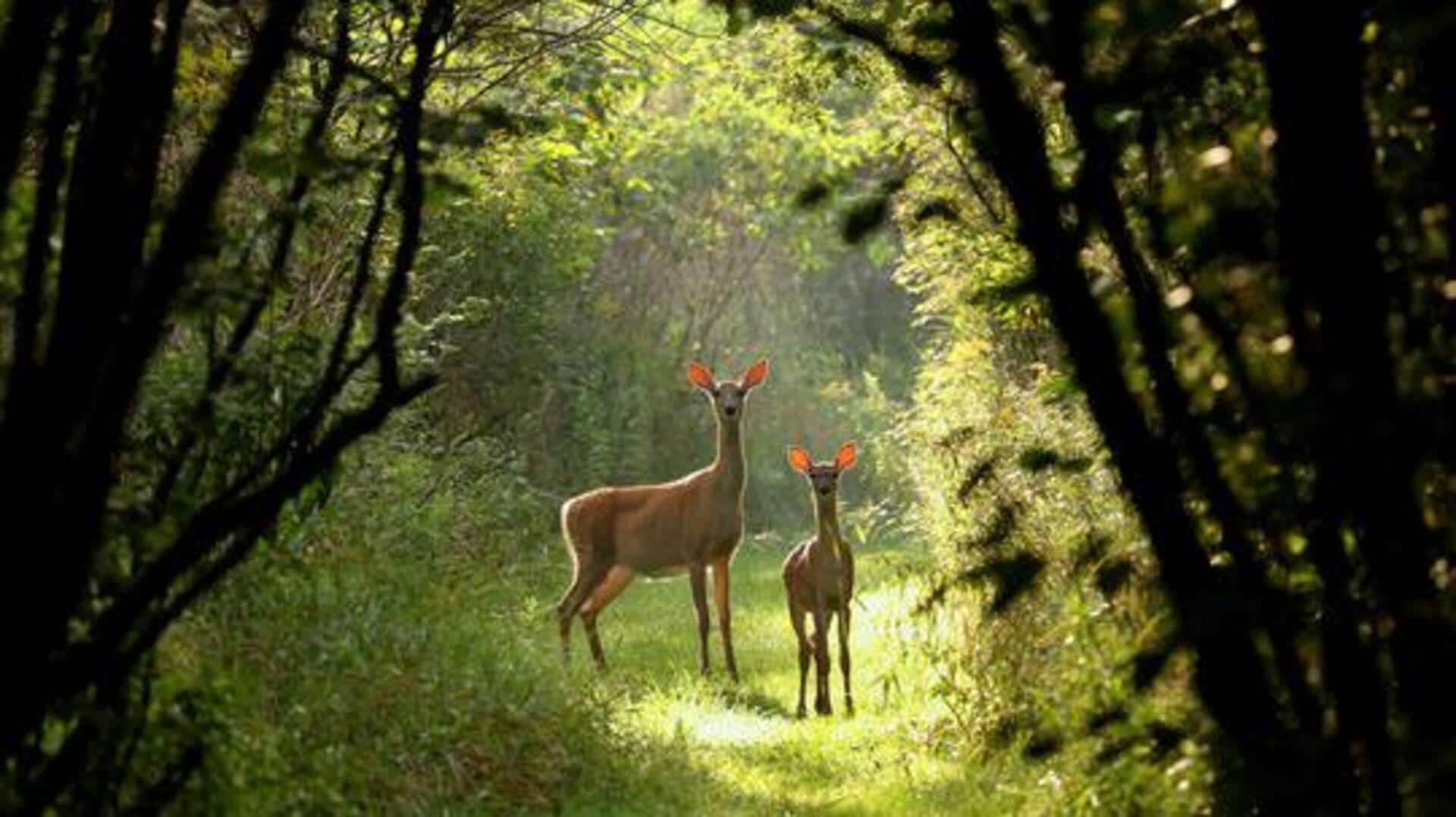 How to prepare for a wildlife photography trip