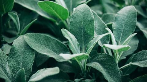 How to grow sage in clay pots