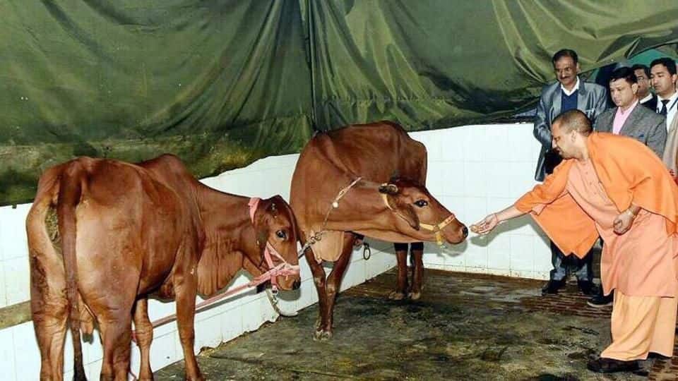 Yogi will spend a whopping Rs. 7.86cr on counting cows!
