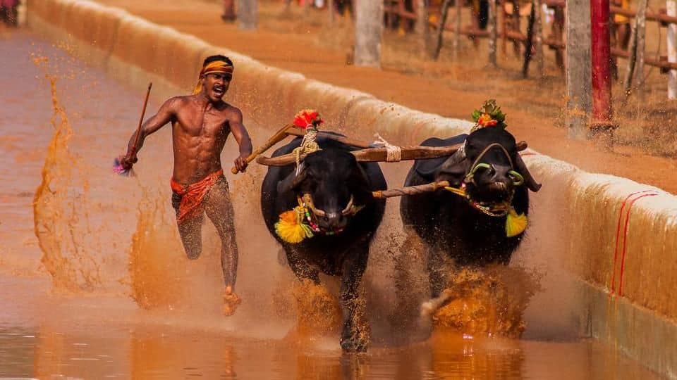 SC refuses interim stay on Karnataka's Kambala buffalo race