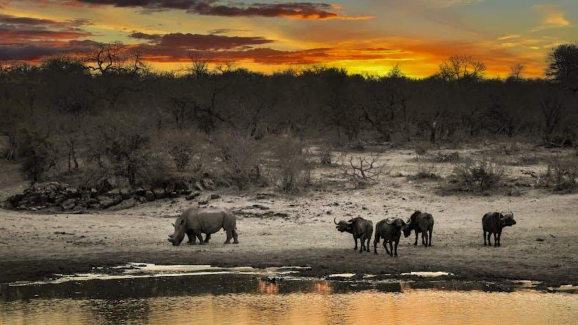 Luxurious safari escapes in Kruger Park