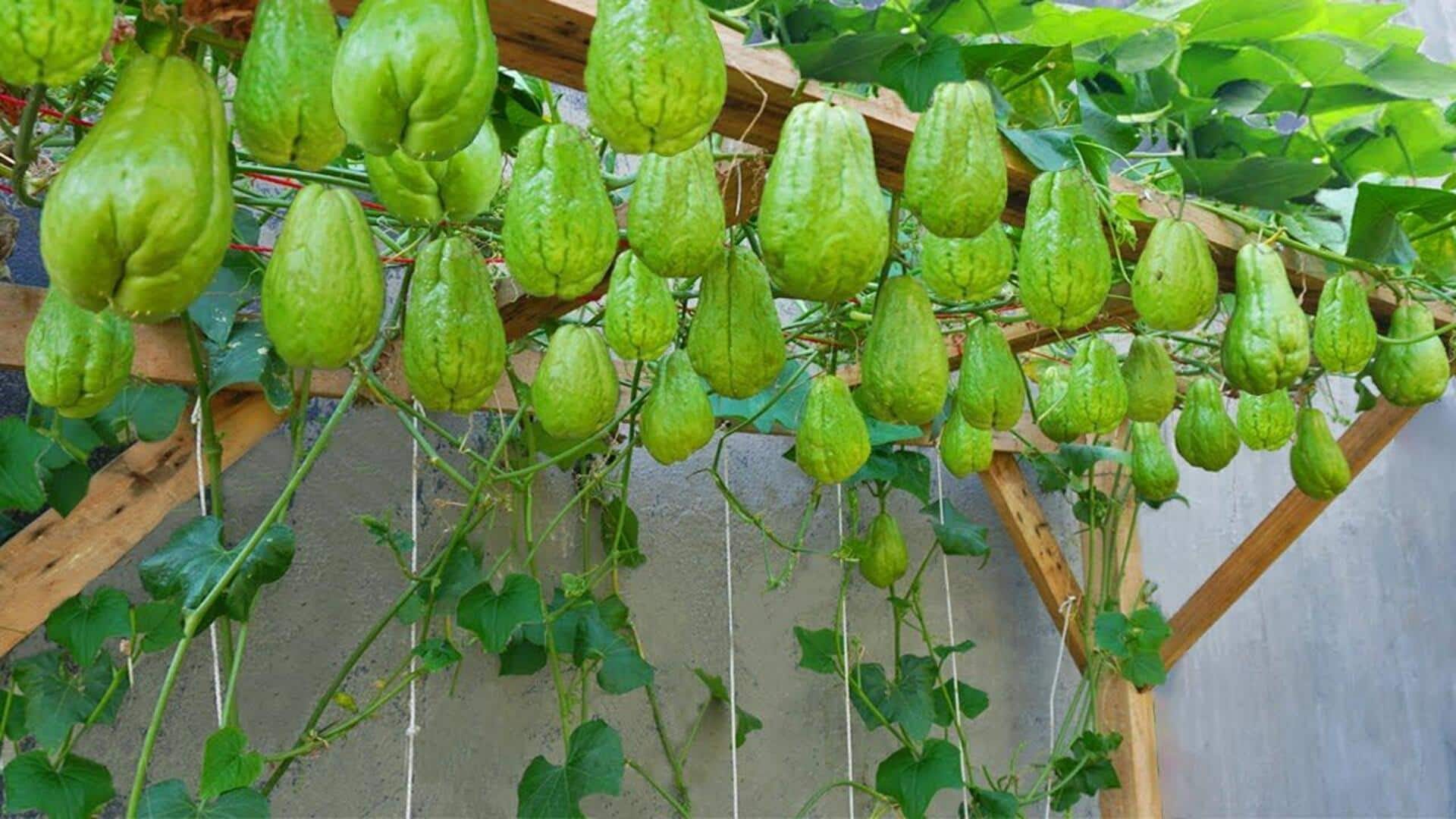 How to grow chayote squash vines at home How to grow chayote squash vines at home