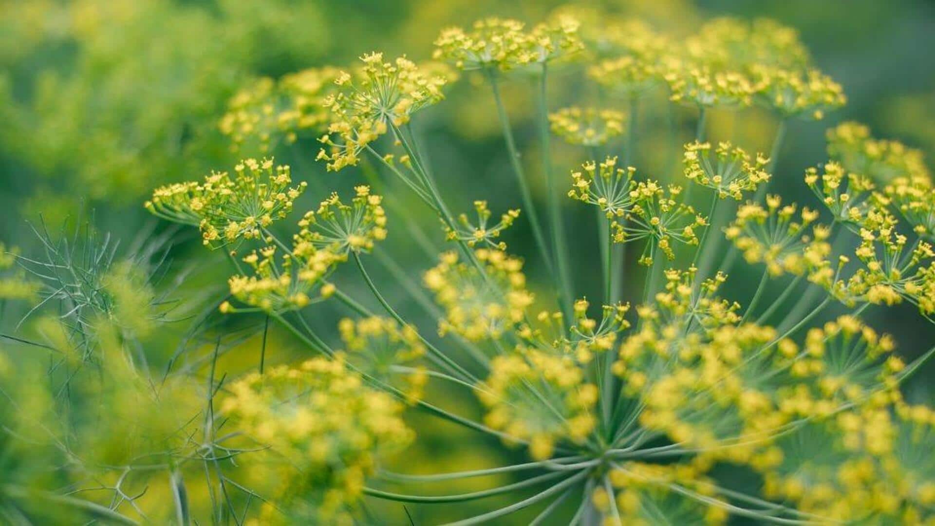 How to grow dill at home