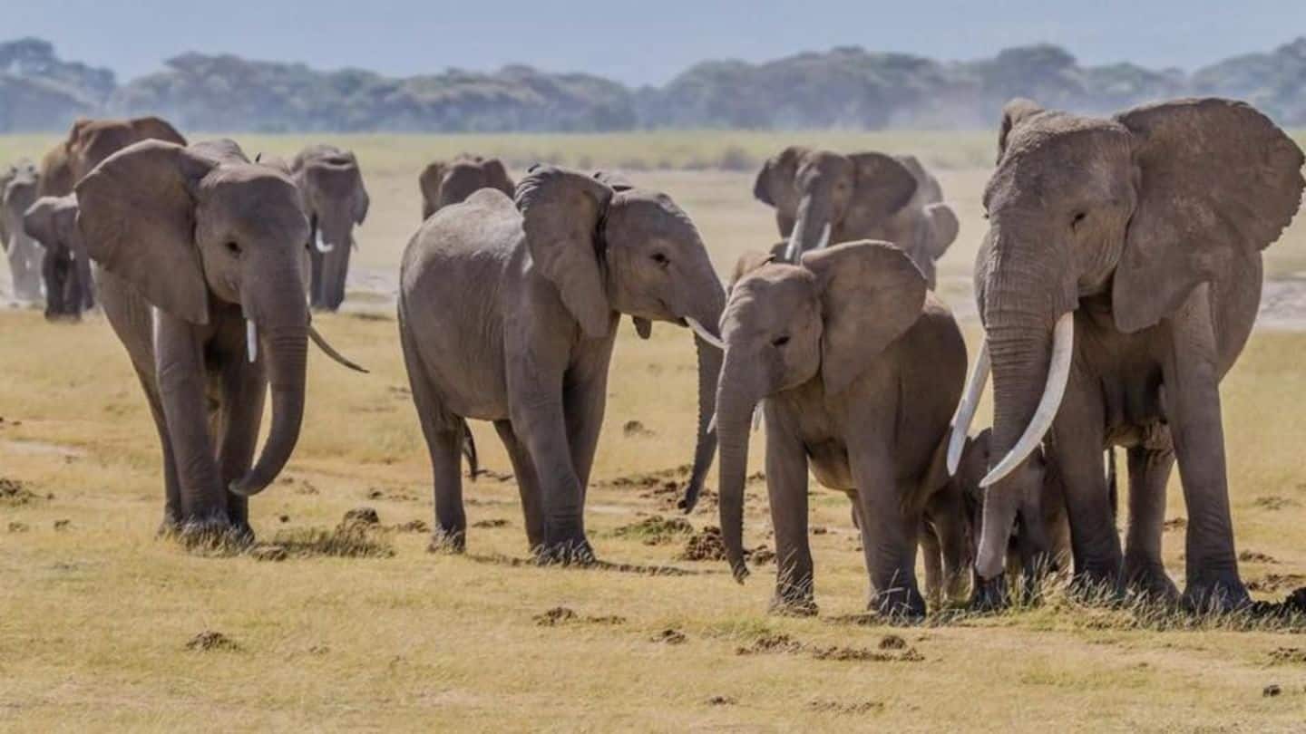 Global ivory seizures hit record high of 40-tonnes