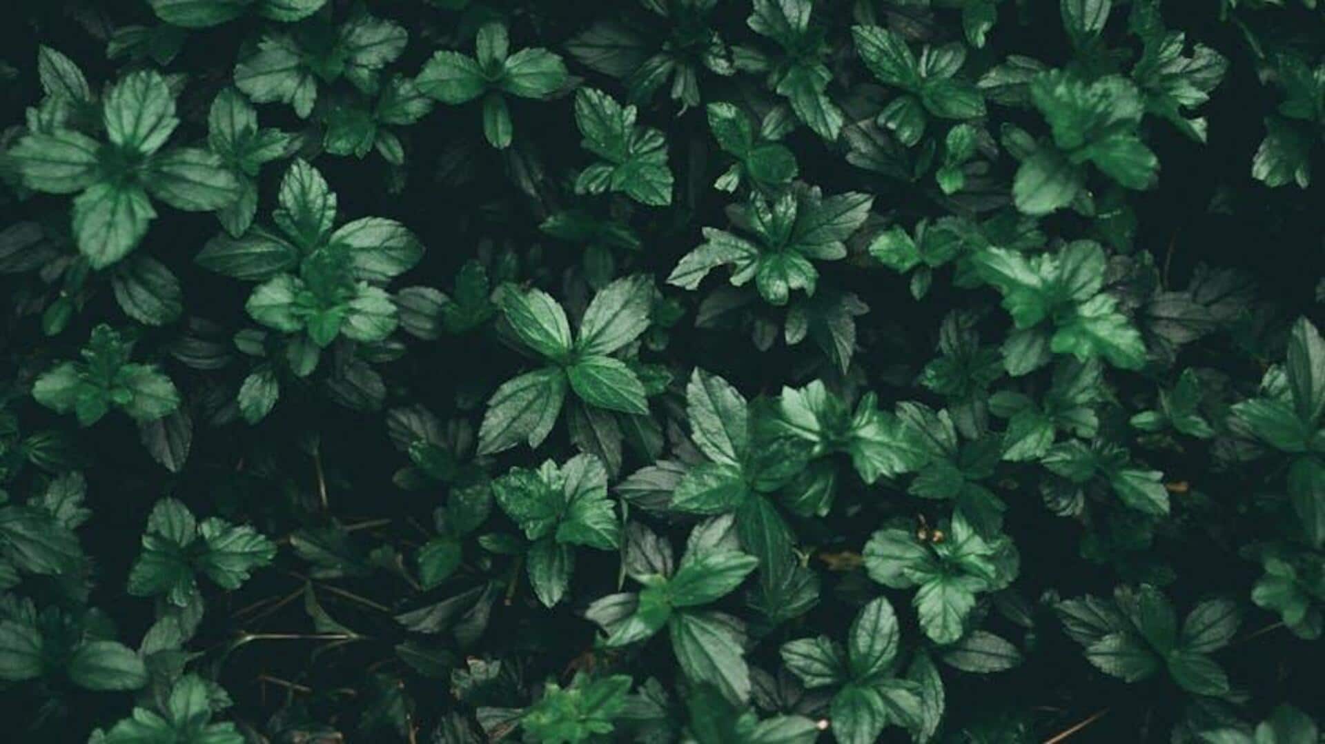 How to grow spearmint at home