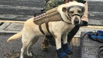 Meet Frida, the dog that's saving people in earthquake-hit Mexico