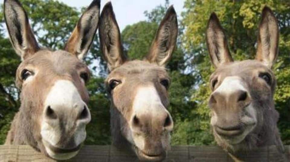 Donkeys arrested for destroying plants outside jail in UP: Report