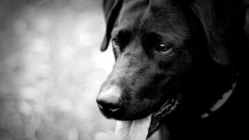 Video of man fatally shooting his pet dog goes viral