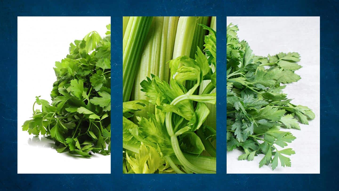 Let's understand the difference between cilantro, parsley, and celery