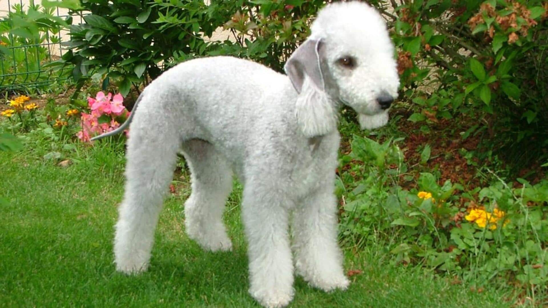 This diet will make your Bedlington Terrier happy!