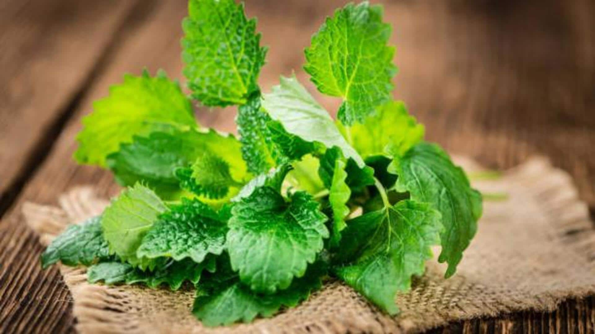 Refreshing sips: Crafting lemon balm beverages