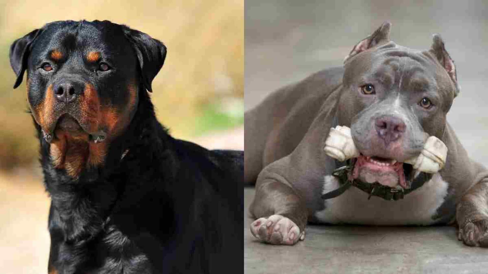 Jail or ₹50,000 fine: Goa's bill bans Pitbull, Rottweiler breeding 