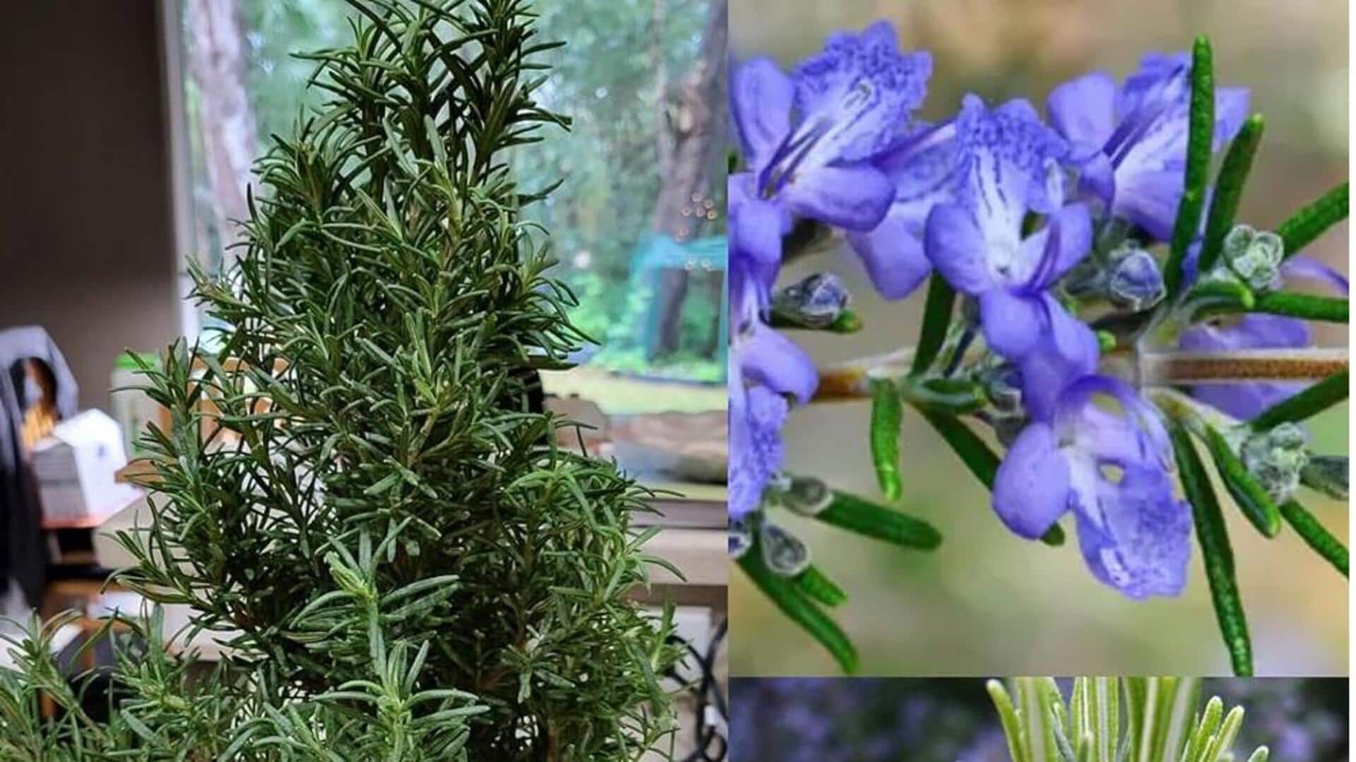 5 surprising benefits of rosemary