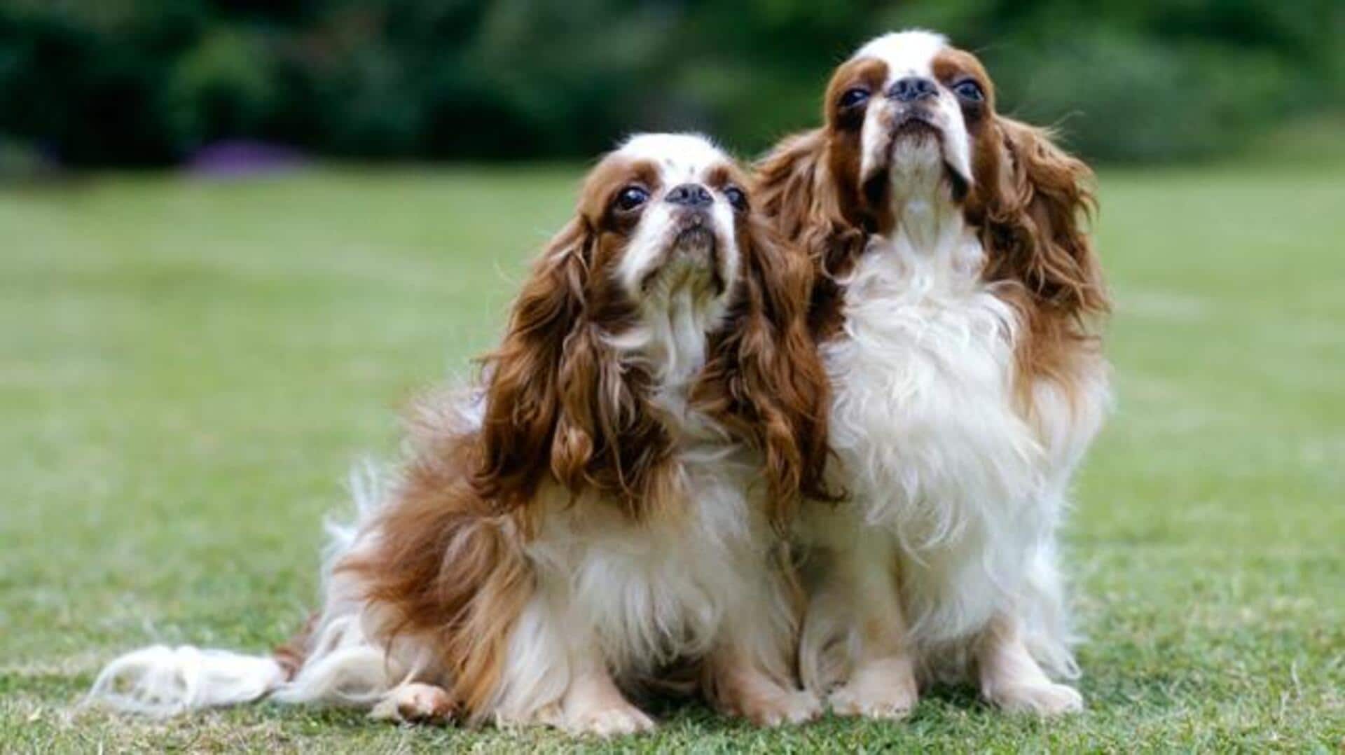 English Toy Spaniel dog care: Follow these tips