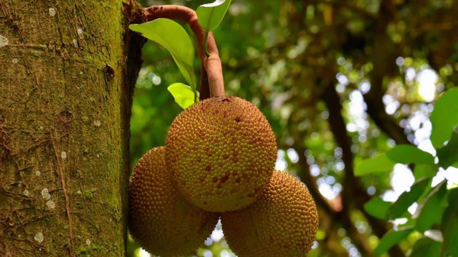 Unveiling the superfood qualities of African jackfruit