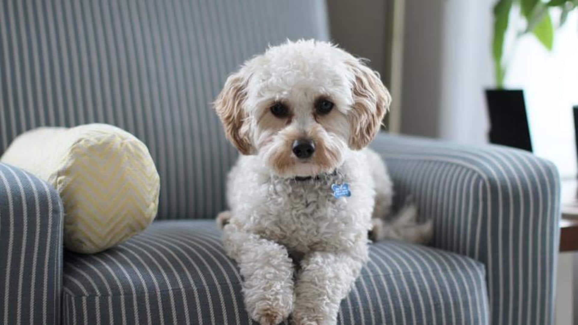 How to create a dog-friendly home How to create a dog-friendly home