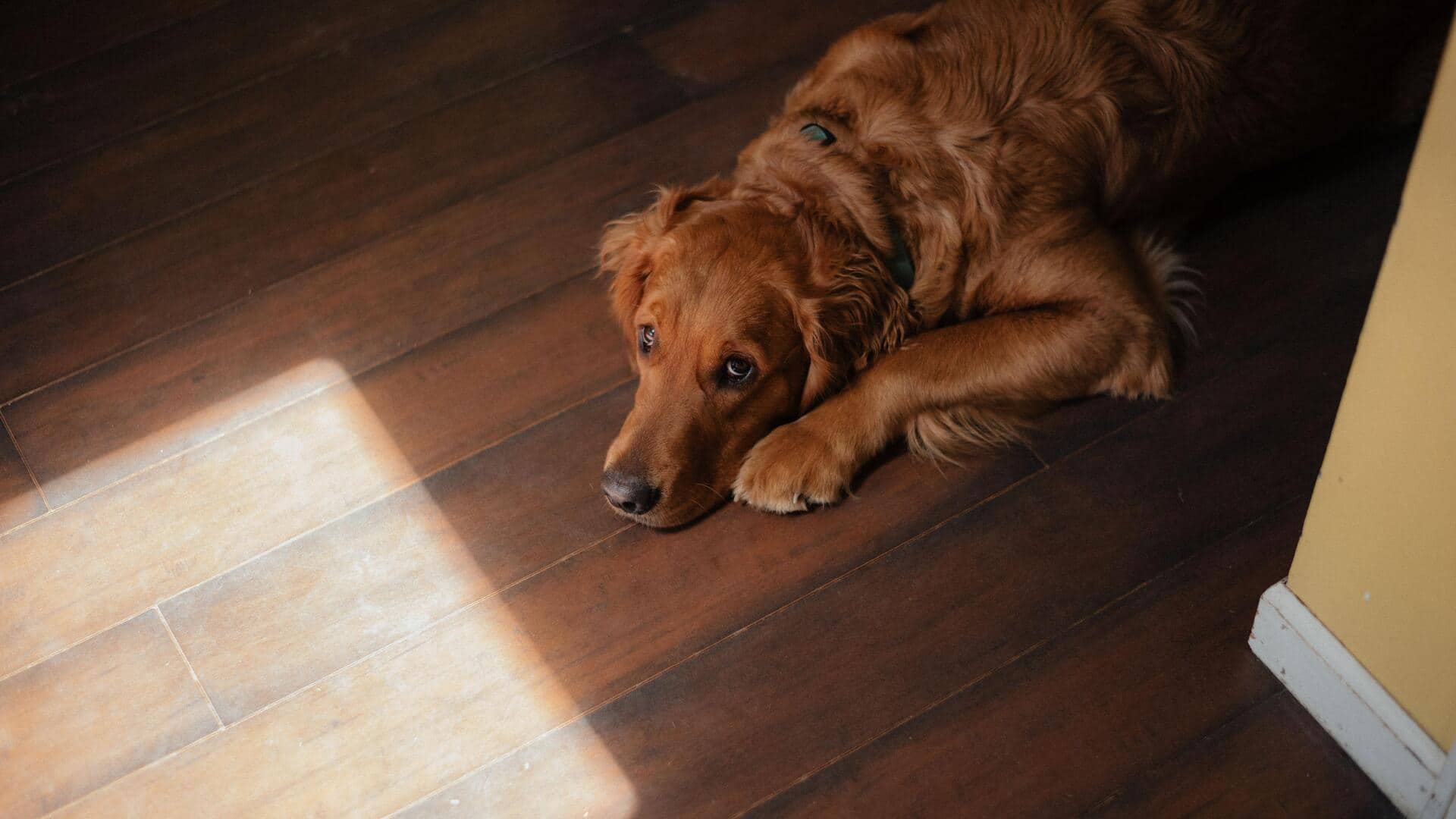 5 best dog-friendly flooring options