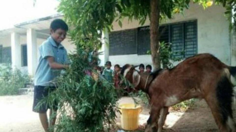 This Telangana school lets student bring his goat along