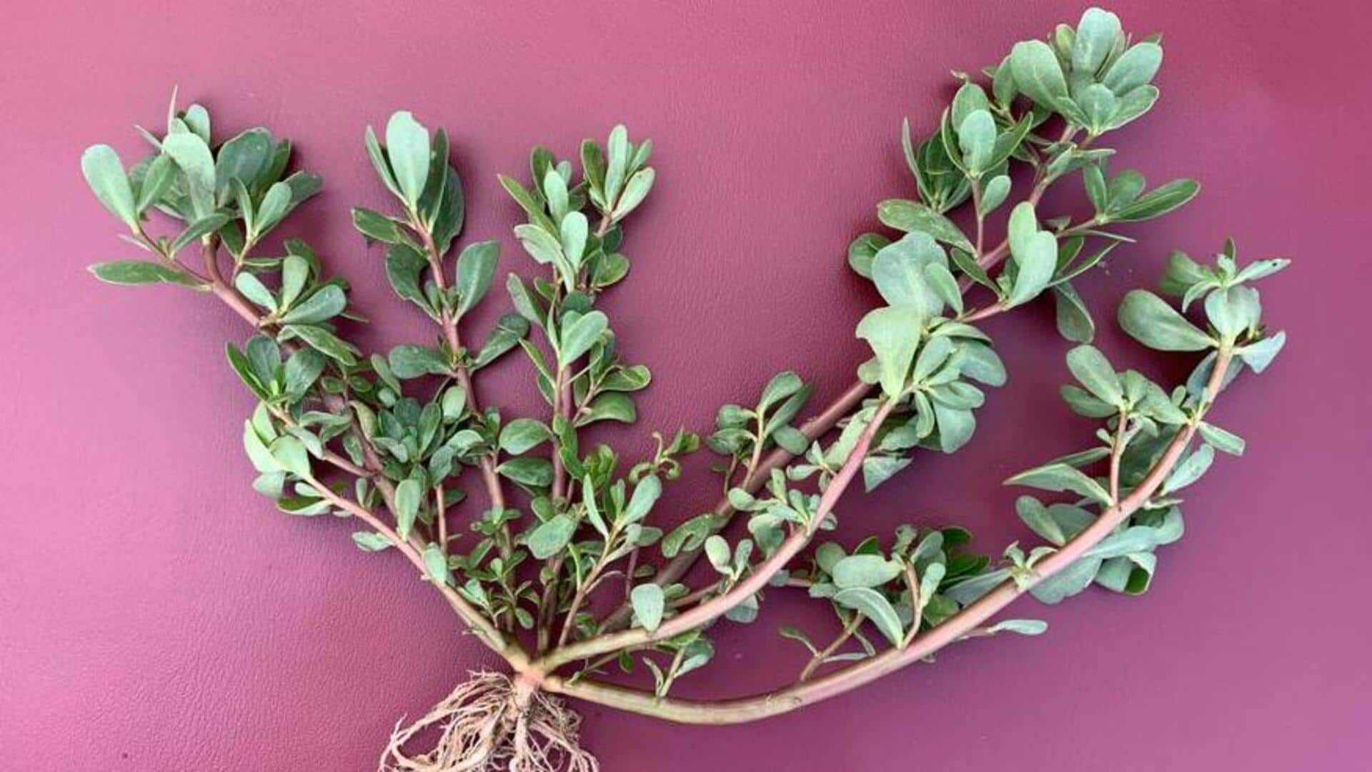 Who knew purslane could do all this for your health?