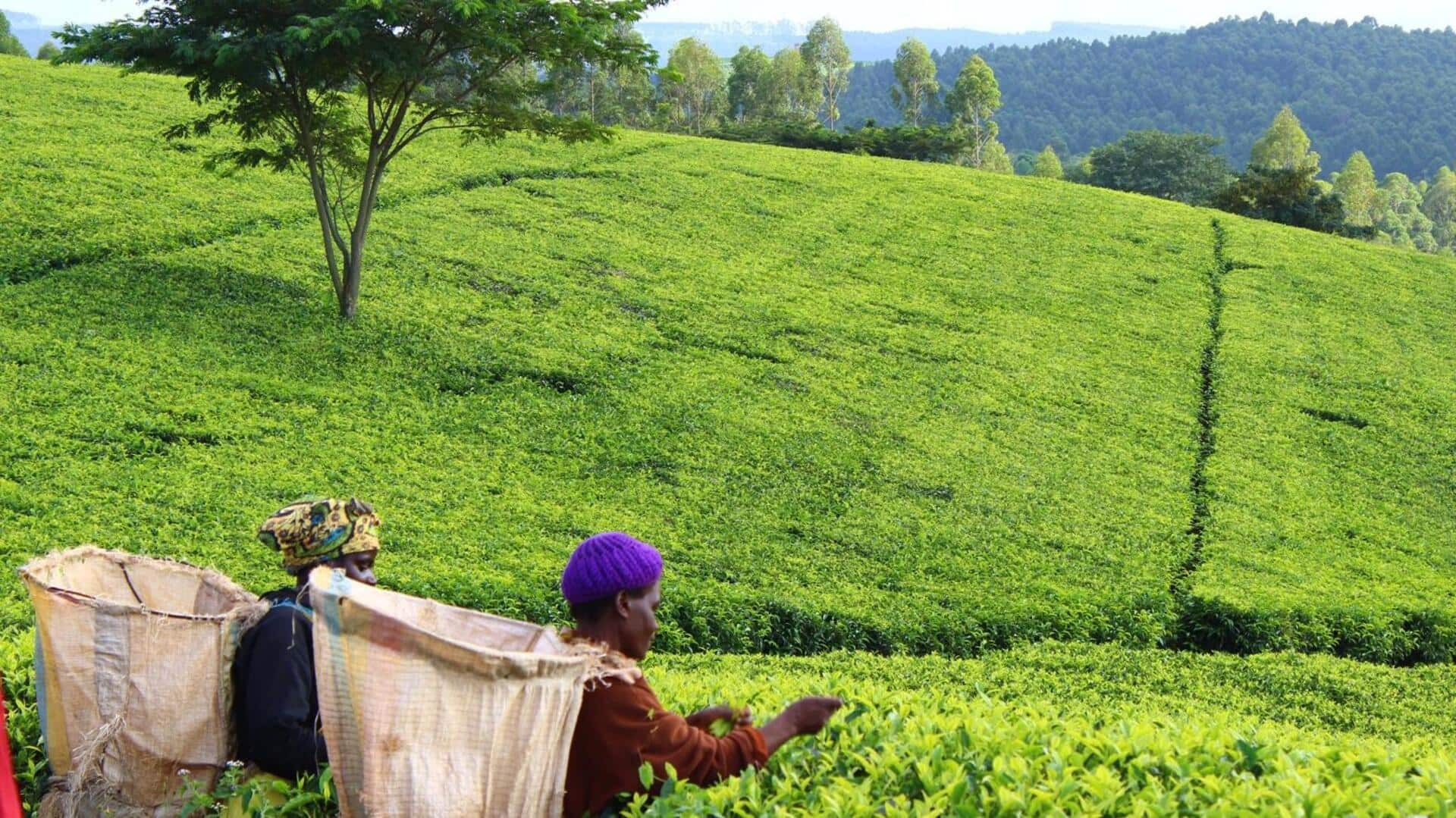 Exploring the tea plantations of Malawi