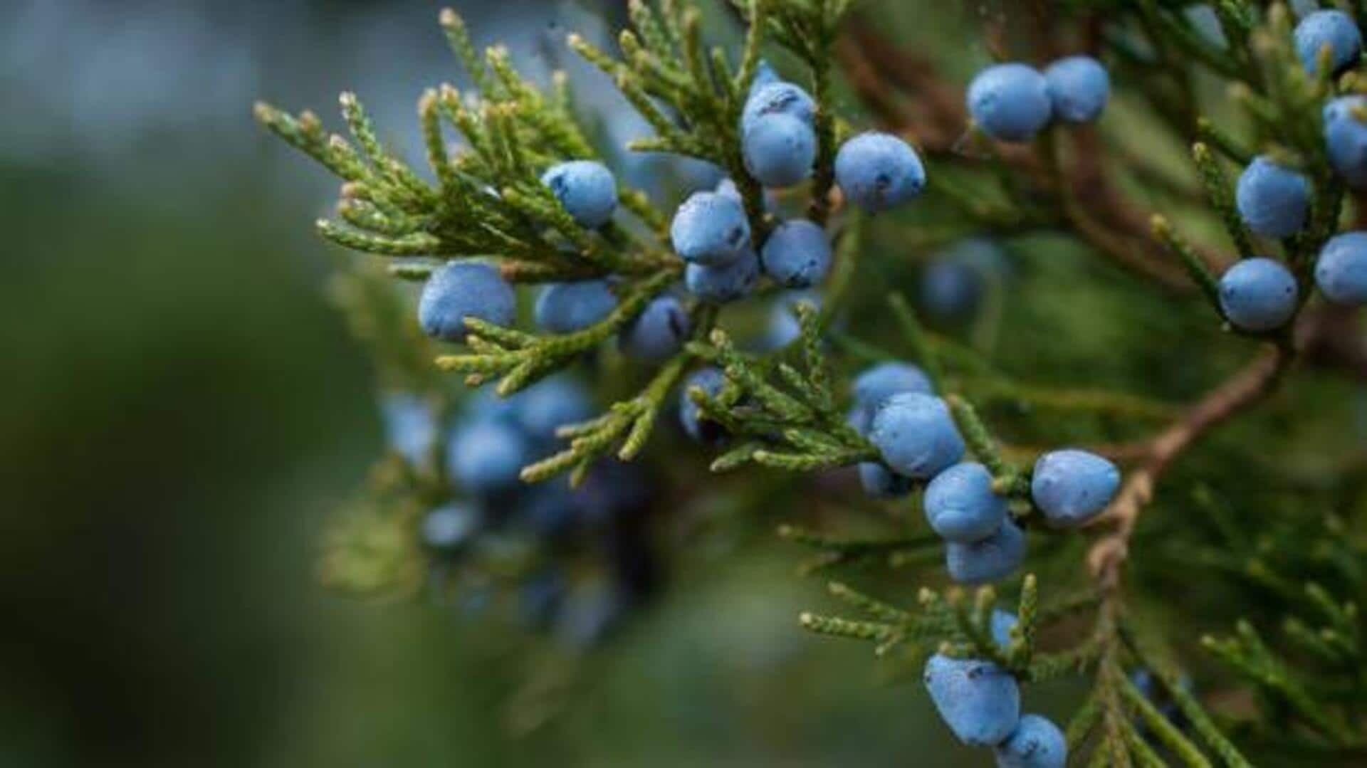 How to use juniper berries for a flavorful twist 