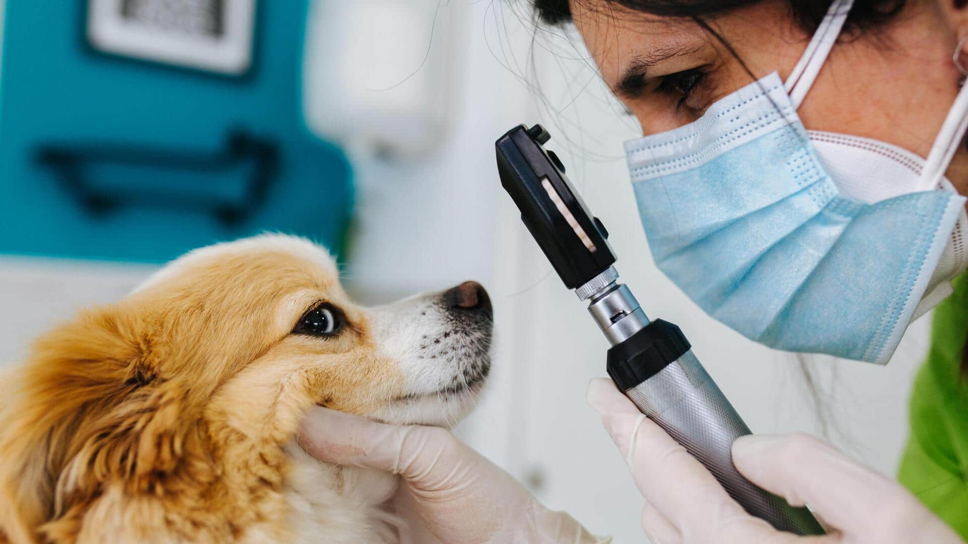 Your pet's medical care gets easy, thanks to AI