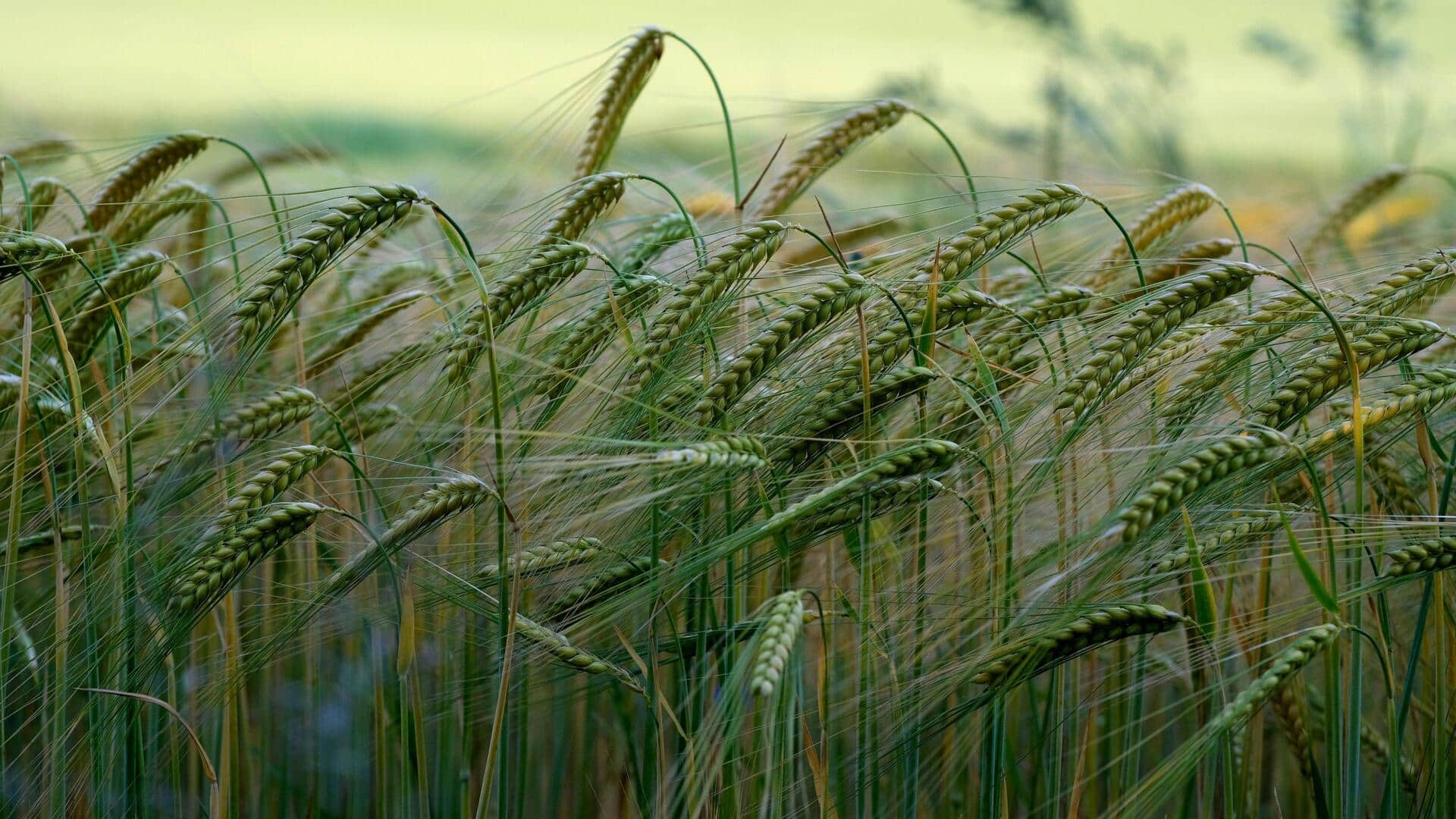 Comparing barley and buckwheat: Which is healthier?