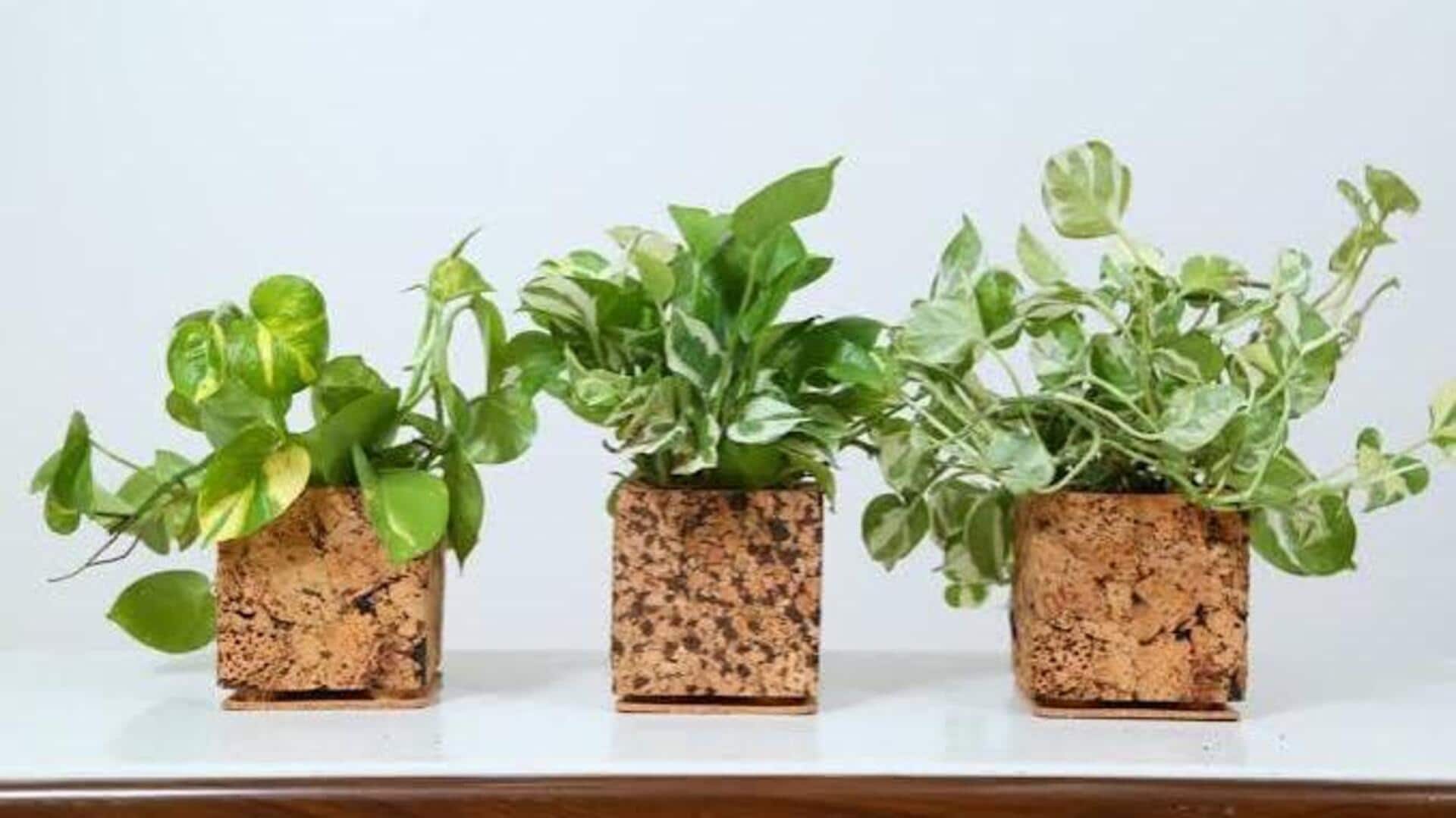 5 creative ways to use cork in home decor