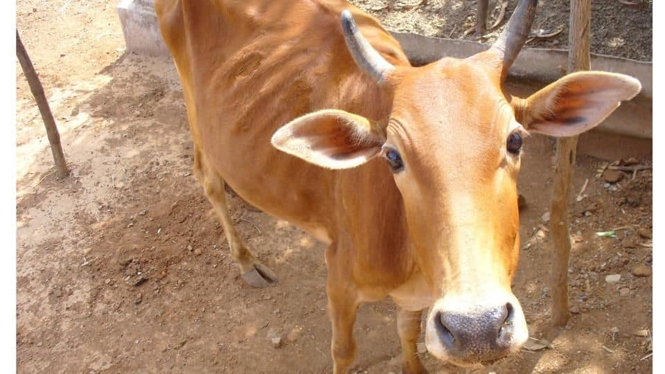 Boxers return 'gifted' cows to Haryana