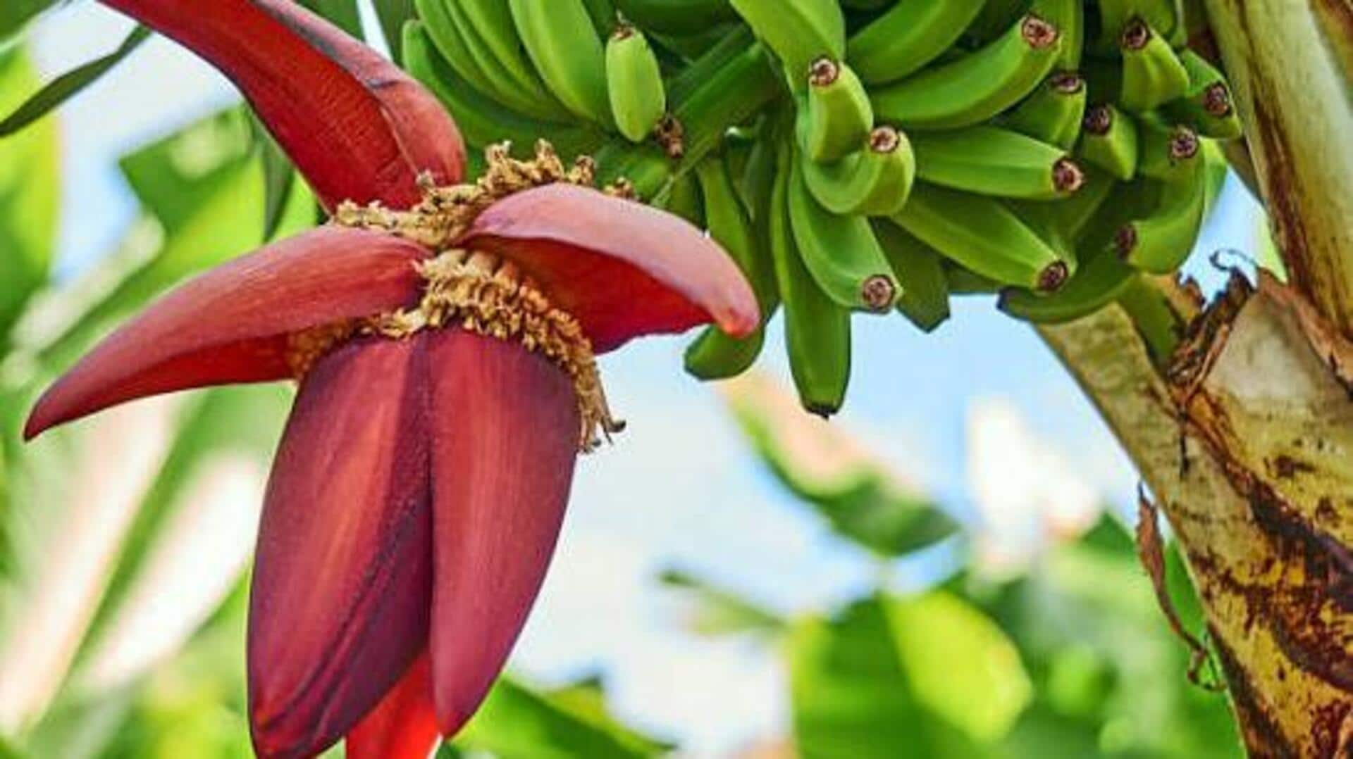How to cook with banana blossom