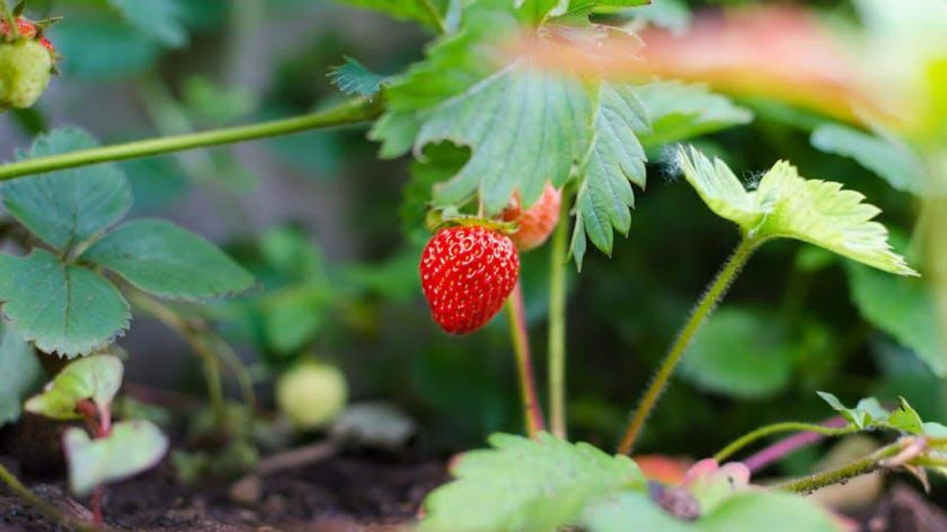 Explore urban gardening in Africa like a pro