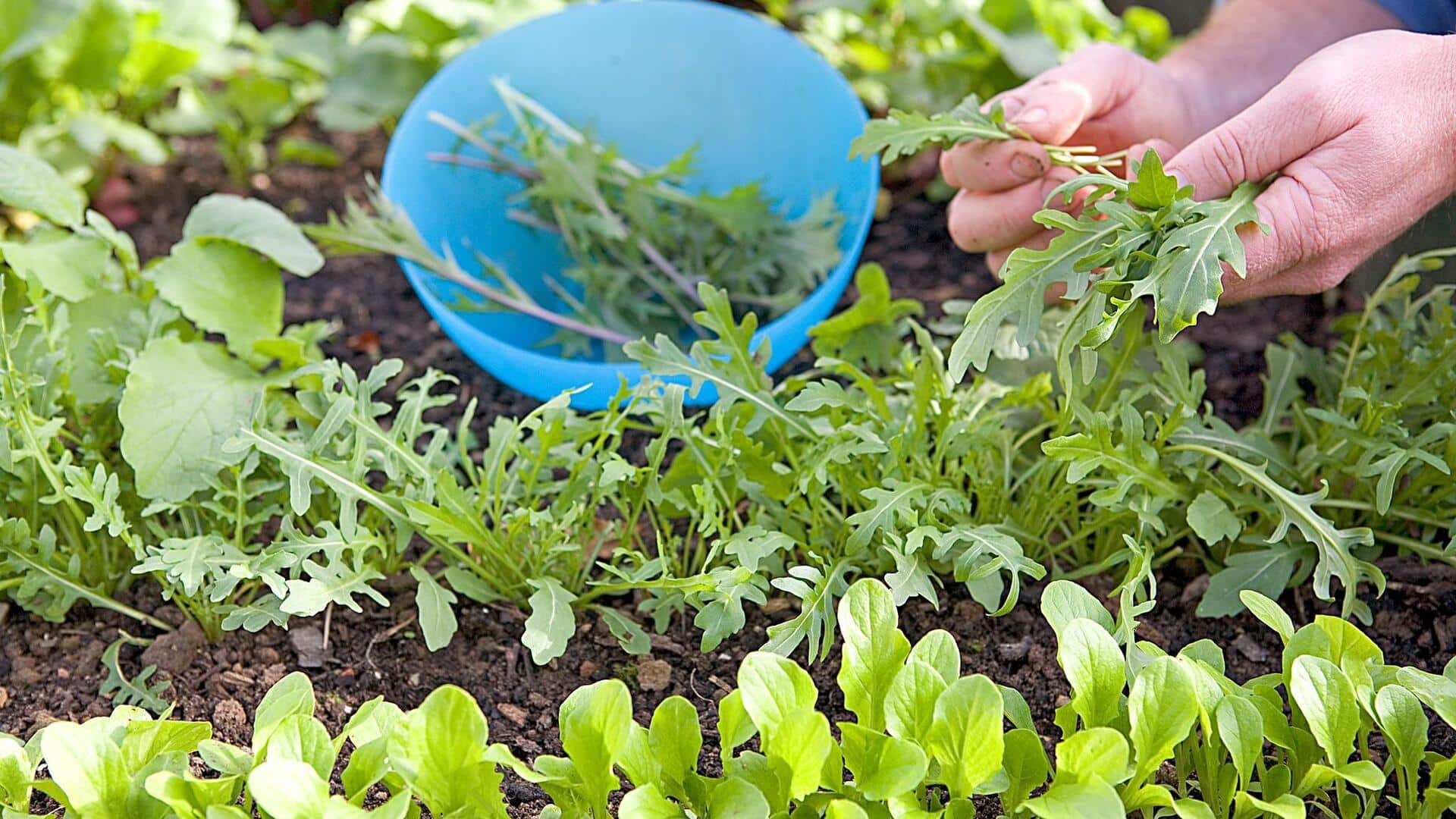How to grow mizuna at home How to grow mizuna at home