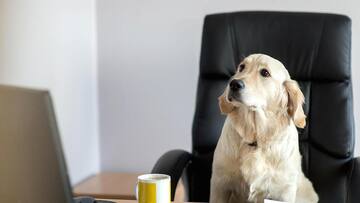 Everything about Amazon's 6,000-dog-strong workforce