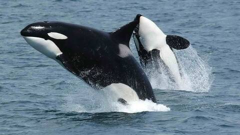 Study shows killer whales can imitate human sounds